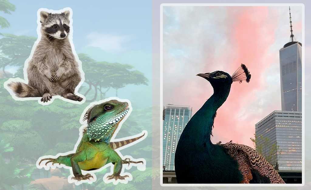 O novo símbolo de status em Nova York é ter um cachorro de 100 kg ou um animal exótico como lhama e pavão