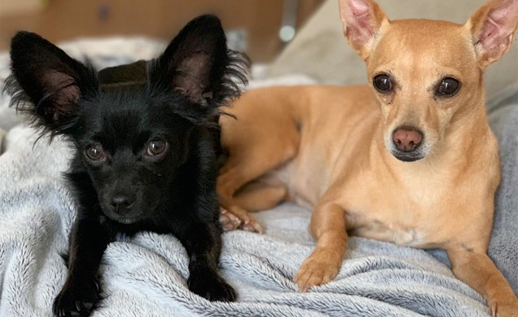 Zoe e Zeca, cachorrinhos da jogadora Marta, têm perfil no Instagram e fazem o maior sucesso