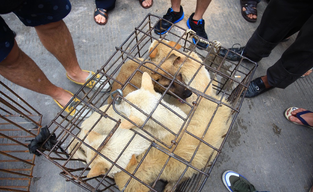 Por causa da pandemia de Covid-19, metrópole chinesa sai na frente e bane o consumo de carne de gato e cachorro