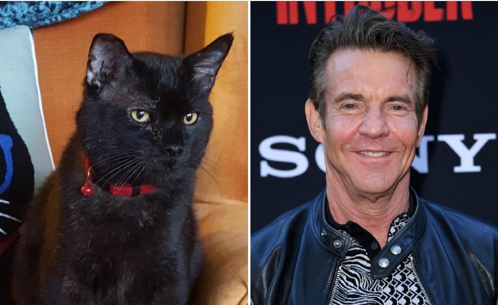 Dennis Quaid adota gatinho preto batizado com seu nome: “Não resisti à fofura dele”