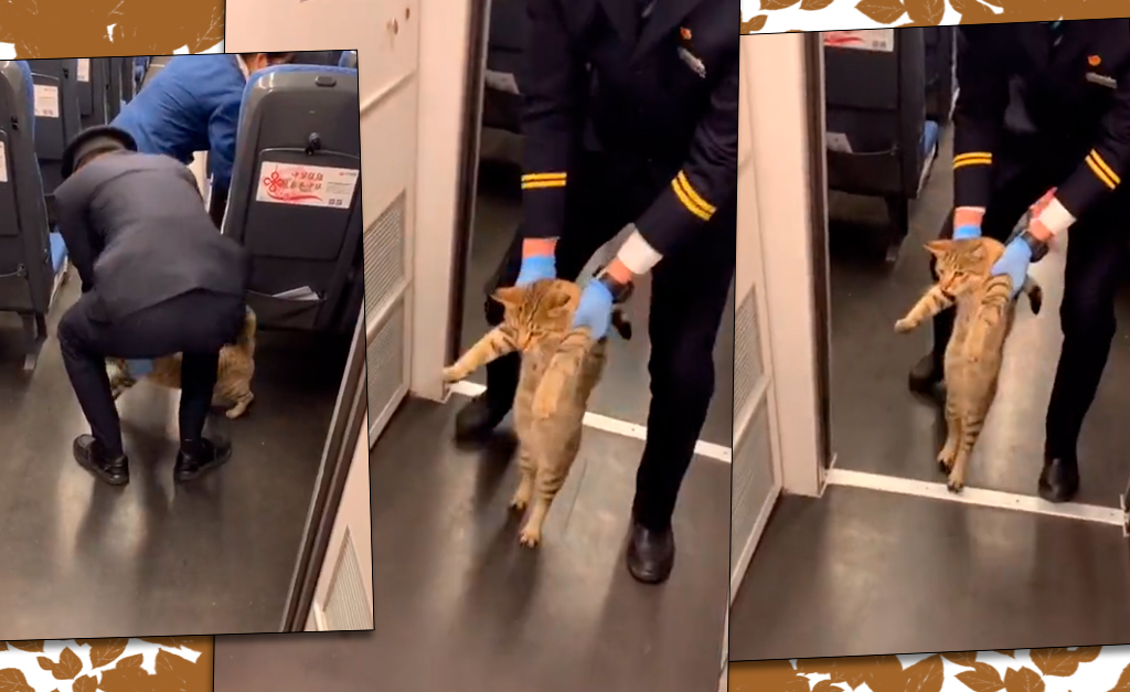 Vídeo de gatinho sendo retirado por funcionário de trem na China viraliza na internet. Vem ver a cena!