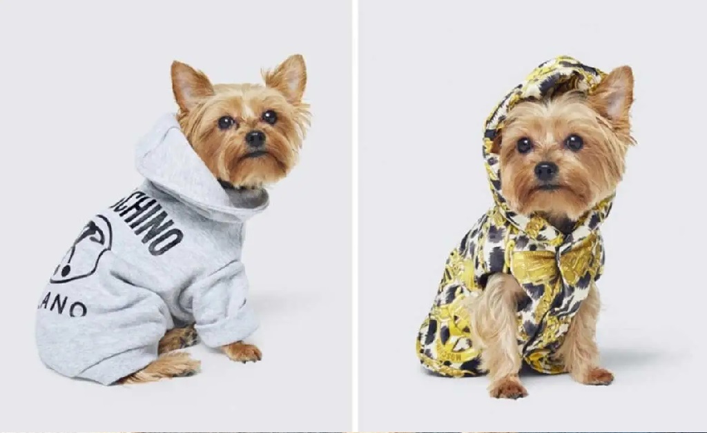 Por causa da pandemia, os donos de pets estão gastando cada vez mais com roupinhas para seus bichanos