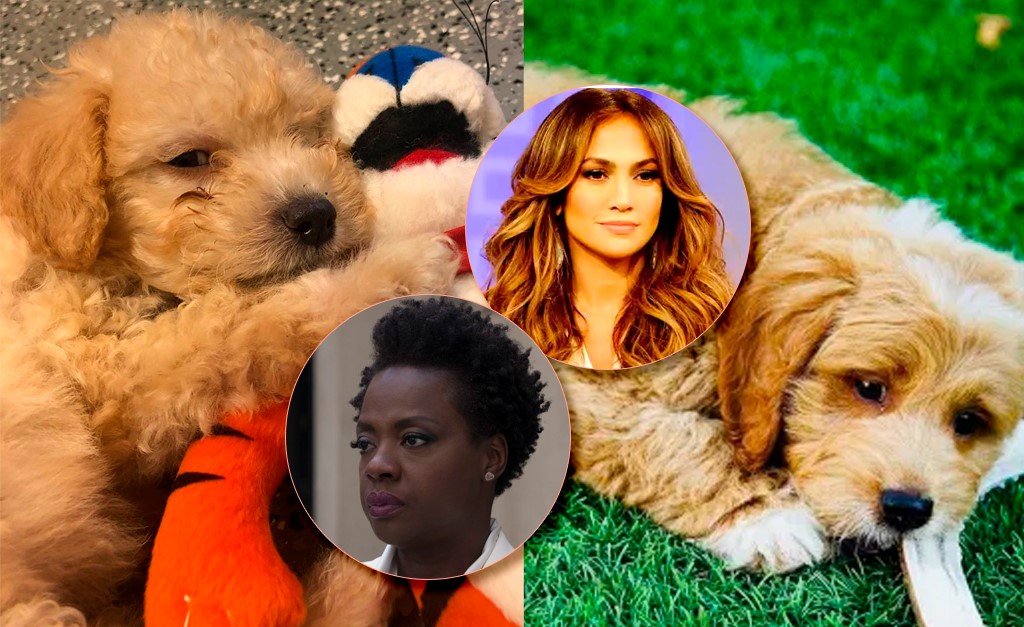 Jennifer Lopez e Viola Davis são alvos de campanha da PETA que visa combater a venda de pets