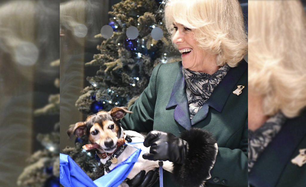 Camilla Parker Bowles faz aparição pública com sua cachorrinha Beth e as especulações não param… o nome seria uma ‘homenagem’ à sogra?