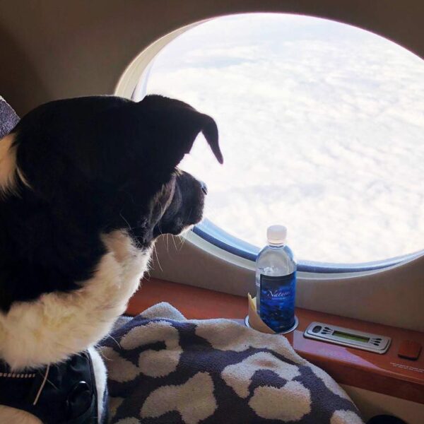 Casal de britânicos cria empresa de táxi aéreo para pets