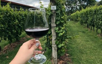 Tannat, a casta tinta que é destaque no Uruguai